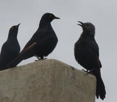 Onychognathus nabouroup