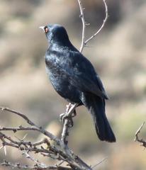 Onychognathus nabouroup