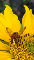 Volucella zonaria