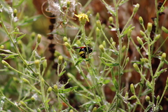 Scolia erythrocephala