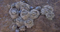 Chthamalus dentatus