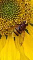 Volucella zonaria