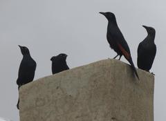 Onychognathus nabouroup