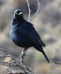 Onychognathus nabouroup