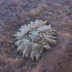Chthamalus dentatus