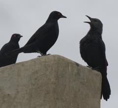 Onychognathus nabouroup