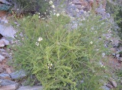 Antherothamnus pearsonii