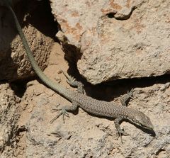 Darevskia portschinskii