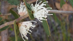 Hakea ferruginea