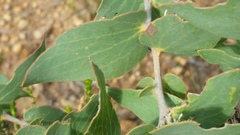 Hakea ferruginea