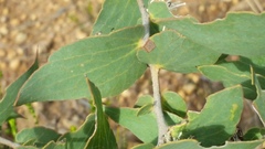 Hakea ferruginea