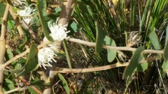 Hakea ferruginea