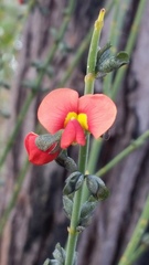 Sphaerolobium grandiflorum