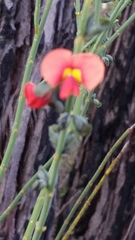 Sphaerolobium grandiflorum