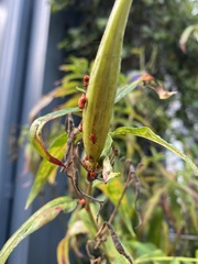 Oncopeltus fasciatus