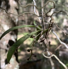 Plectorrhiza tridentata