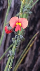 Sphaerolobium grandiflorum