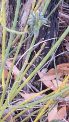 Sphaerolobium grandiflorum