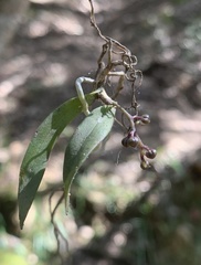 Plectorrhiza tridentata