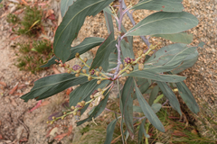 Acacia obliquinervia