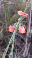 Sphaerolobium grandiflorum