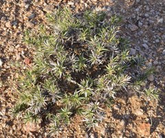 Aptosimum spinescens