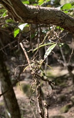 Plectorrhiza tridentata