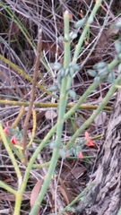 Sphaerolobium grandiflorum