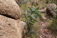 Acacia obliquinervia