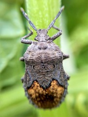 Megymenum brevicorne