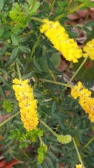 Acacia drummondii