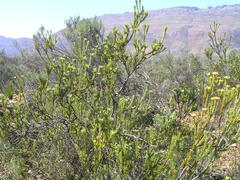 Leucadendron stellare