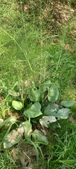 Alisma plantago-aquatica