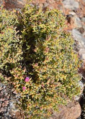 Schlechteranthus stylosus