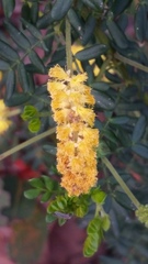 Acacia drummondii