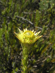 Leucadendron stellare