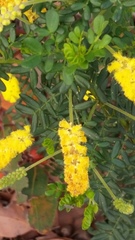 Acacia drummondii
