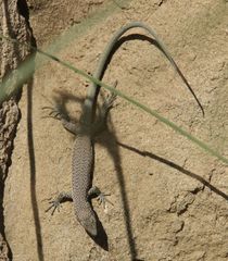 Darevskia portschinskii