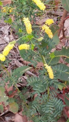 Acacia drummondii