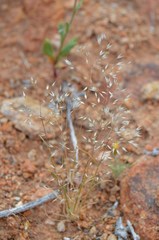 Aristida parvula