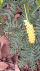 Acacia drummondii