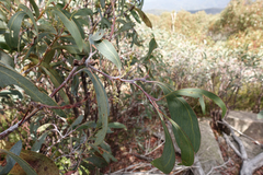 Acacia obliquinervia
