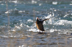 Merganetta armata armata