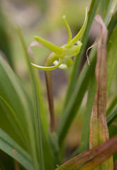 Freesia viridis viridis
