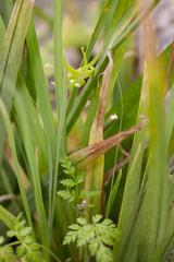 Freesia viridis viridis