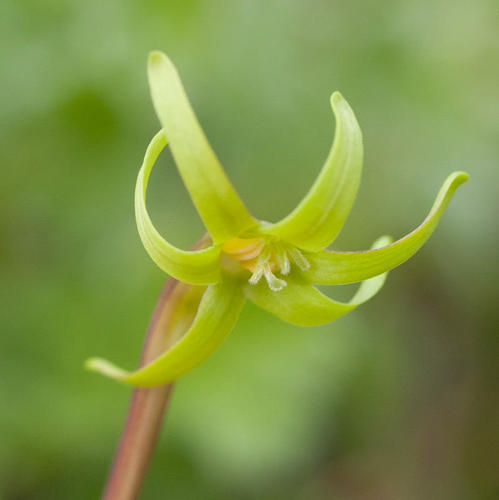Freesia viridis (Aiton) Goldblatt & J.C.Manning