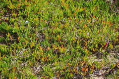 Wilsonia backhousei