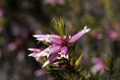 Epacris calvertiana versicolor