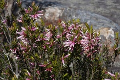 Epacris calvertiana versicolor