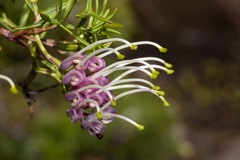 Grevillea acanthifolia